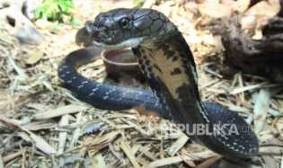Peneliti LIPI: Awal Musim Hujan Waktu Menetas Ular Kobra