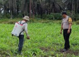 Dari Desa untuk Negeri, Bhabinkamtibmas Merawat Tanaman Jagung Bersama Petani Kandis