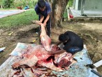 Bagikan Daging Kurban ke Siswa Kurang Mampu, SMAN 3 Pekanbaru Potong Hewan Kurban di Sekolah
