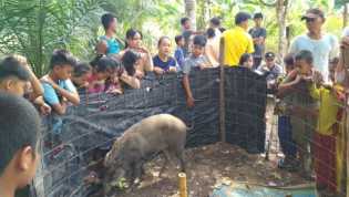 Seekor Babi Hutan Tiba-tiba Jinak dan Ikut Pulang ke Rumah Warga di Sumsel