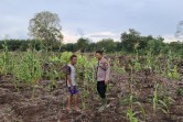 Polsek Teluk Meranti Monitoring Program Ketahanan Pangan Jagung di Pulau Muda