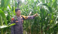 Polsek Kandis Lakukan Pemantauan Berkala Lahan Jagung Seluas Dua Hektar sebagai Ketahanan Pangan Nasional
