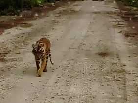 Usai Bonita, Warga dan Pekerja Sawit Kembali Diresahkan Harimau Sumatera