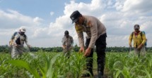 Polsek Kandis Tinjau Lahan Jagung untuk Menjaga Ketahanan Pangan Nasional