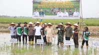 Wakil Bupati Rohil Hadiri Panen Raya dan Tanam Padi di Rokan Baru Pesisir
