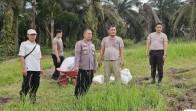 Polsek Pekanbaru Kota Optimalkan Satu Hektar Lahan Jagung sebagai Dukungan Ketahanan Pangan