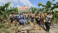 Dukung Swasembada Pangan, Polsek Bangko Panen Raya Jagung Seluas 3 Hektar
