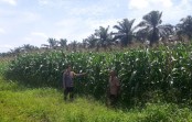 Polsek Kandis Monitoring Lahan Jagung Dukung Program Ketahanan Pangan Nasional