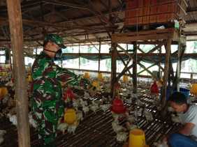Permintaan Ayam Potong Menurun, Babinsa Koramil 06/SH Cek Harga di Pasar Tradisional