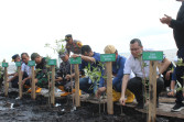 Peduli Lingkungan, Apical Dumai Tanam 2 Ribu Mangrove di Pantai Taisan