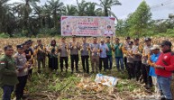 Polsek Kandis Gelar Panen Raya Jagung Dukung Program Presiden RI Wujudkan Ketahanan Pangan