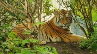 Harimau Kembali Turun Gunung, Hewan Ternak Jadi Korban