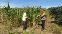 Polsek Kandis Lakukan Pendampingan Memantau Progres Tanaman Jagung untuk Ketahanan Pangan