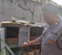Personel Polsek Pekanbaru Kota Manfaatkan Pekarangan Rumah untuk Budidaya Beternak Ayam Kampung