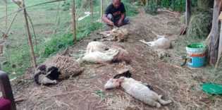 Siluman Pemakan Ternak, 21 Kambing di Cirebon Binasa