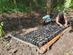Dari Pegunungan Papua, Aroma Kopi Tiom Tembus Pasar Nasional Lewat Program PLN Peduli