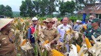 Wakil Bupati Rohil Panen Raya Perdana Jagung di Kepenghuluan Pasir Putih