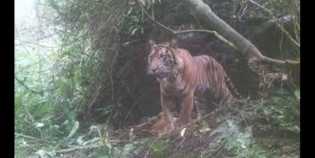 Muncul Harimau Sumatera, Objek Pendakian Gunung Sibayak Ditutup