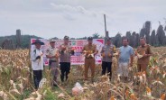 Polsek Kandis Panen Raya Jagung, Wujud Nyata Dukungan Program Presiden di Bidang Ketahanan Pangan