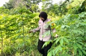 Bhabinkamtibmas Polsek Pekanbaru Kota Tinjau Lahan Pekarangan Warga sebagai Penguatan Ketahanan Pangan