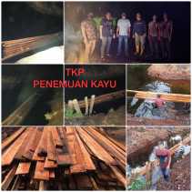 Polres Rohil Tangkap 2 Pelaku Ilegal Logging,  7 Ton Kayu Disita