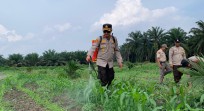 Penyemprotan Gulma, Kapolsek Kandis Bersama Petani Turun Langsung Rawat Jagung Program Ketahanan Pangan