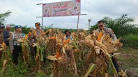 Panen Raya Jagung Polsek Kandis, Wujud Nyata Dukung Program Presiden Ketahanan Pangan
