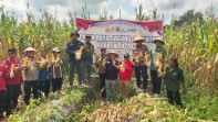 Polsek Teluk Meranti Panen Raya Jagung di Desa Kuala Panduk, Wujud Dukungan Swasembada Pangan 2026