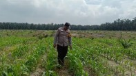 Bhabinkamtibmas Aipda Janseng Temui Petani Ayu Makmur, Bahas Peningkatan Produktivitas Pangan