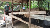 Kembali, Babinsa Koramil 01/Bangko Cek Penyakit mulut dan kuku Sapi Peternak