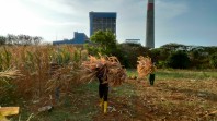 PLN Sulap Limbah Jagung Jadi Listrik, Petani Tuban Dapat Tambahan Penghasilan