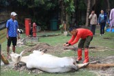 Idul Adha 1446 H, Masyarakat Sambut Bahagia Pembagian Paket Daging Kurban oleh PLN UID RKR