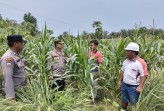 Polsek Kandis Bersama Yayasan Sakai Mandiri Panen Raya Jagung Pipil, Wujudkan Program Ketahanan Pangan