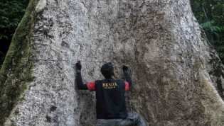 Pohon Medang Terbesar di Dunia Berusia 560 Tahun Ditemukan di Sumbar