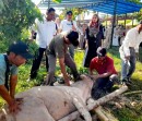 Idul Adha 1446 H, Yayasan Prospek Riau Sembelih 6 Ekor Sapi