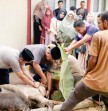SMAN 13 Pekanbaru Potong 3 Hewan Kurban, Kepsek: Tetap Jaga Kebersamaan dan Kekompakan