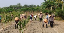 Dukung program Ketahanan Pangan,  Polsek Senapelan Laksanakan Penanaman Jagung Pipil