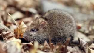 5 Tanaman Penangkal Tikus di Rumah, Tak Perlu Pakai Racun