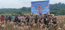 Kapolsek Teluk Meranti Hadiri Panen Raya Jagung Serentak Kuartal II di Desa Betung