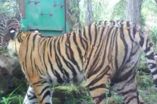 Terkam Sapi, Harimau Kembali Meresahkan Warga di Inhil