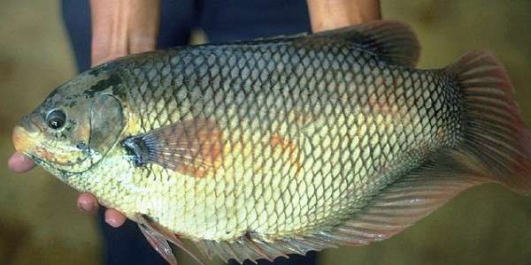 Harga Ikan Gurami Naik Hingga Rp 60 Ribu per Kilo