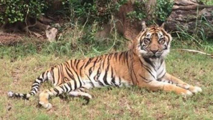 Terkam Ternak di Kebun, Harimau Resahkan Warga Renah Pemetik, Jambi
