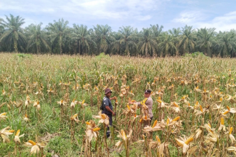 Ketahanan Pangan Polsek Kandis, Hamparan Jagung Tumbuh Subur dan Berkembang dengan Baik