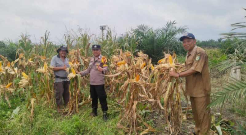 Berikut Tahapan Penting dalam Budidaya Tanaman Jagung di Wilayah Binaan Polsek Kandis