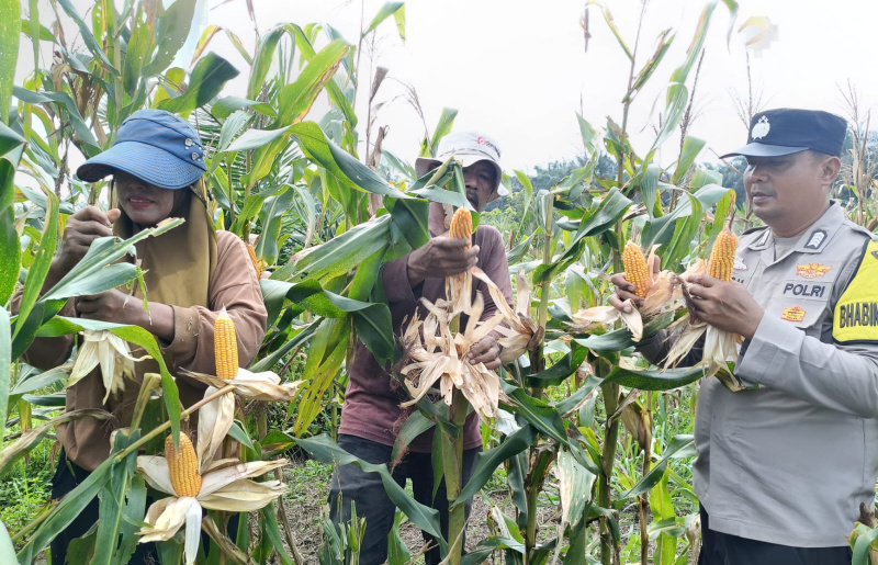 Sinergi Polri dan Petani Berbuah Manis, Polsek Kandis Panen Raya 2 Ton Jagung
