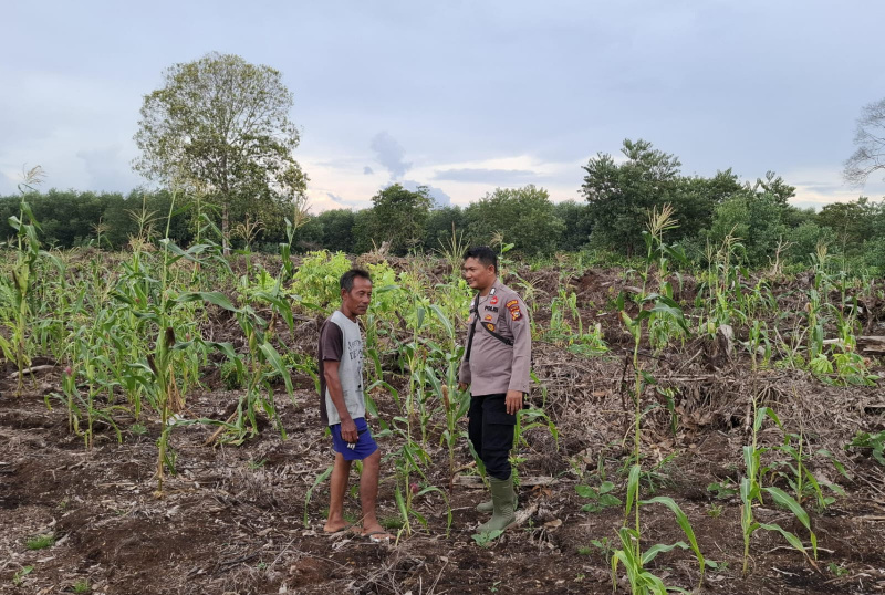 Polsek Teluk Meranti Monitoring Program Ketahanan Pangan Jagung di Pulau Muda