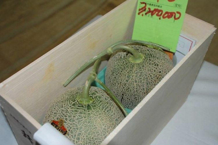 Sepasang Melon Terjual Rp 413 Juta dalam Lelang di Jepang