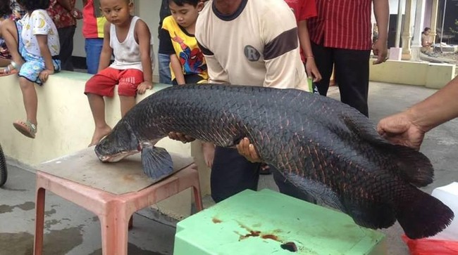 BKSDA Temukan Pemilik Ikan Arapaima yang Dilepas di Brantas