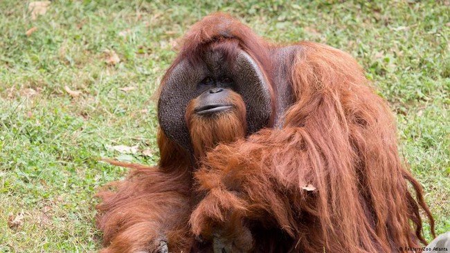 Orangutan Merokok, Kebun Binatang Bandung Kembali Jadi Sorotan Dunia