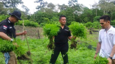 Ladang Ganja 8,5 Hektare di Aceh Dimusnahkan
